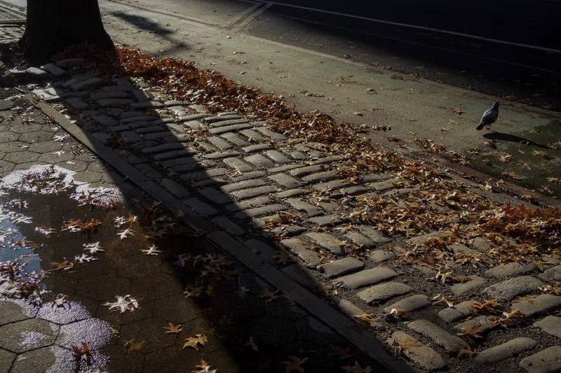 A pigeon beside a puddle